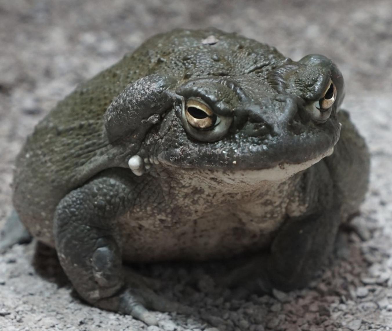 no-you-should-not-lick-frogs-a-hallucinogenic-chemistry-lesson